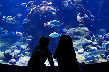 children watching fish swim in an aquarium